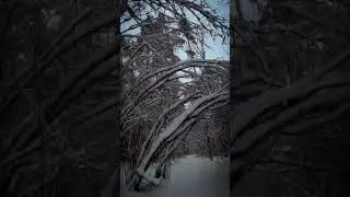 Саковщина. Экотропа Горки. 