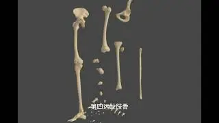 解剖学 下肢骨| Anatomy  bones of low limb ：探索上肢骨解剖学：深入了解人类下肢骨的神奇构造