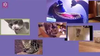Cats Meowing HOTEL TRANSYLVANІA 3  - The Kraken Song (A cappella)