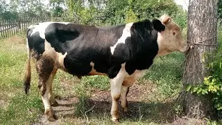Slaughter of a bull