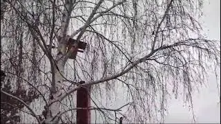Скворечник из пластиковой трубы, дуплянка из пластиковой трубы.