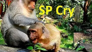 Very Surprise ! Sweetpea cry loudly get nurse by Marcus |Poor SP lost mom back follow Marcus |