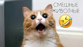 Самые смешные животные / Приколы с котами и собаками || Немного Позитива