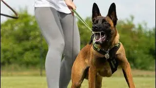 Malfoy the Malinois, 6 months old. Some IGP obedience