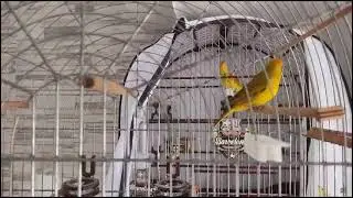canario da terra  pura fibra