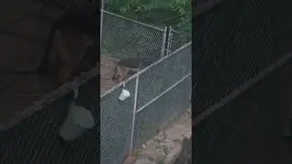 DOG WATCHING ‼️