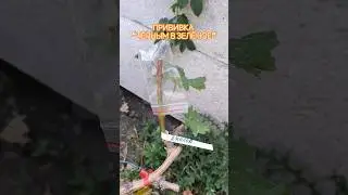 Прививка винограда "чёрным в зелёное" #виноград #новинки винограда