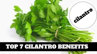 Rules To Follow About Benefits of CILANTRO