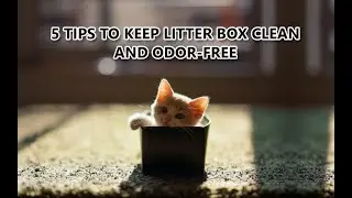 5 Tips to Keep Litter Box Clean and Odor Free