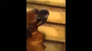 Riding a dog..