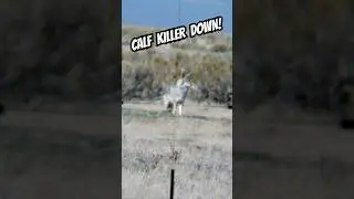 Taking out coyotes during calving season! 