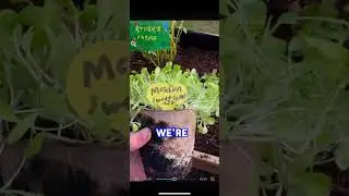 ADDING FALL CROPS  #gardening #growfood #shortsfeed #shortsviral #growth  #smallfarm  #growingseason