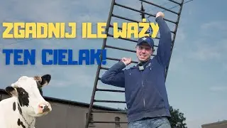 ILE WAŻĄ CIELAKI?
