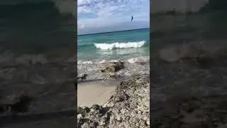 Птенцы пеликана!