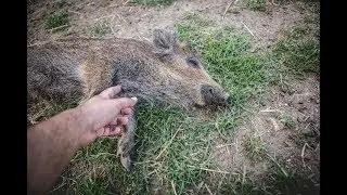 Un cinghiale maltrattato!
