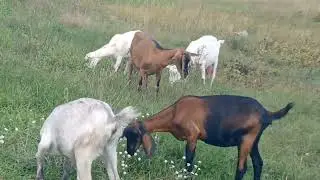 Вывели бычков в первый раз на прогулку)))) оказались очень послушные мальчики)))