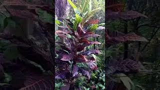 #nature #relaxing #relaxingmusic #meditationmusic #gardenbeauty #botanicalbeauty #plantcare #garden