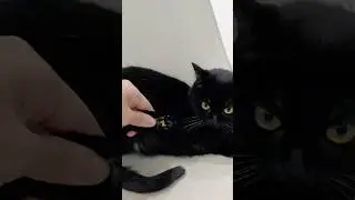Il mio gatto raccoglie i soldi! È un gatto portafortuna🤫