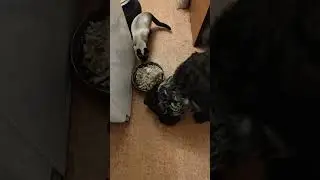 Сиамская кошка - Симба и большой друг Туман всегда ужинают вместе. Вахтельхунд.