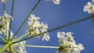 Léo Delibes - Coppelia  Waltz