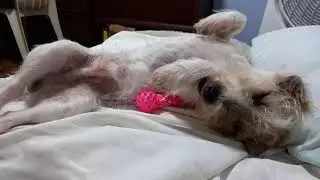 Magpatulog muna ng pet para makapagbasa na