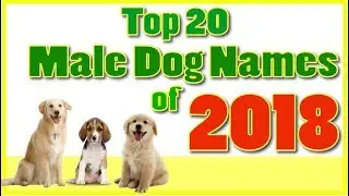 Top 20 popular Male Dog Names With Meanings ! Boy Dog Names
