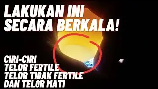 Cara Meneropong Atau Candling Telur Ayam Kate Ceper | Ciri-ciri Telur Fertile,Tidak Fertile dan Mati