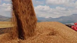 Coreni berqahavaq Ցորենի բերքահավաքը Ջավախքում