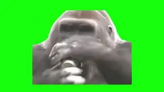 Gorilla Drinking a Beer | Green Screen