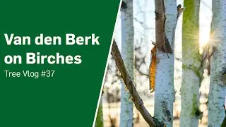 Van den Berk on Birches - Tree Vlog #37