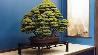 NOUVEAU COURS : TOUT SUR LE CRYPTOMERIA EN BONSAÏ