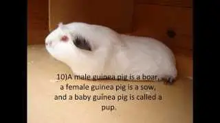 10 facts on guinea pigs