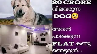 സ്വന്തമായി Flat ഉള്ള 20 കോടി വിലവരുന്ന നായ😲😲 അതും India യിൽ.#Viral #trending #dog #cardabom