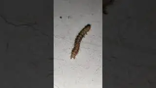 Caterply#caterpillar#butterfly#swim