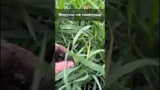 Вирусы на пшенице
