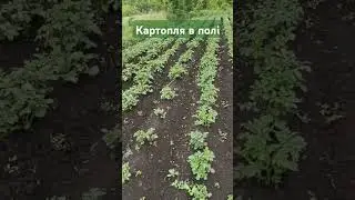 Картопля в полі #т25