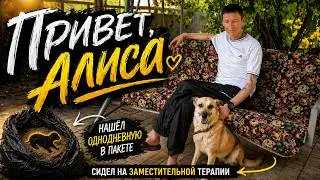 Мои домашние питомцы | Кошки, коты | Сиамская кошка в безумии | Моя любовь собака Алюша