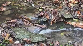 Still, Flowing Water
