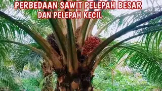 PERBEDAAN PELEPAH BESAR DAN PELEPAH KECIL !!! BUAH SAWIT BERBEDA