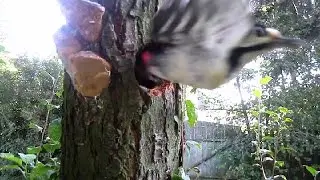Дятел в Гнезде  Какой Глубины Гнездо Дятла (Doctor. Woodpecker)