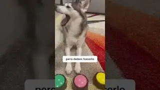 Sapphie la pomsky juega a verdad o desafío