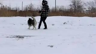Ок Флок Акоя