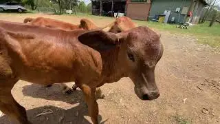 TWO FRIENDLY, HAND-REARED CALVES on GOLDEN HILL FARM//