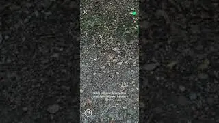 The Witcher Monster slayer- Chort clear fight AR