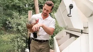 BROODY HEN | The Millen-Gordon Animals