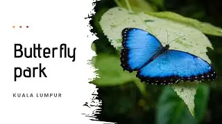 Kuala Lumpur Butterfly Park | Malaysia
