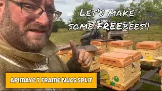 Buzz to Bounty - Apimaye Nuc Split Strategy | Beekeeping 101