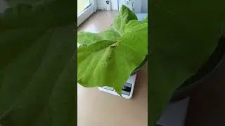 Сколько весит лист Павловнии