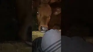 «Батя сейчас всех накормит.»