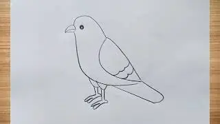 how to draw pigeon drawing easy step by step@DrawingTalent